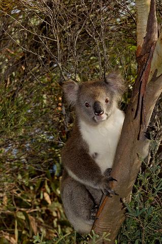 161 Kangaroo Island, koala.jpg